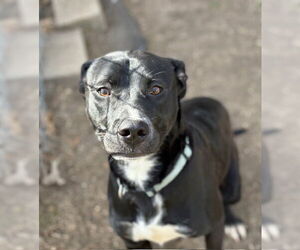 Labrador Retriever Dogs for adoption in Tulsa, OK, USA