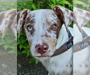 Catahoula Leopard Dog-Unknown Mix Dogs for adoption in Rockaway, NJ, USA