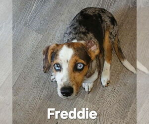 Aussiedox Dogs for adoption in Aurora, IN, USA