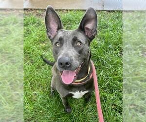 Mutt Dogs for adoption in Sacramento, CA, USA