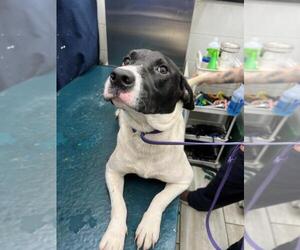 Beagle-Unknown Mix Dogs for adoption in Mobile, AL, USA