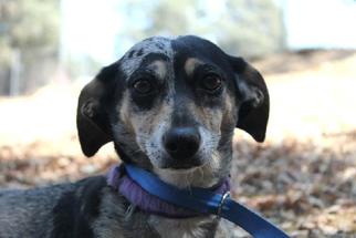 Dachshund Dogs for adoption in Jamestown, CA, USA