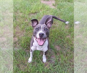 Mutt Dogs for adoption in oakland, FL, USA