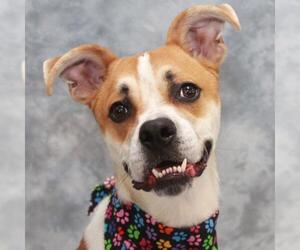 Boxer-Greyhound Mix Dogs for adoption in Garfield Heights, OH, USA