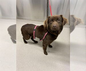 Chow Chow-Unknown Mix Dogs for adoption in Fairbanks, AK, USA