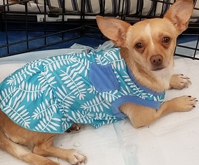 Chiweenie Dogs for adoption in Colton, CA, USA