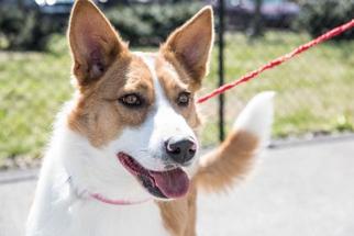 Welsh Cardigan Corgi Dogs for adoption in Terre Haute, IN, USA