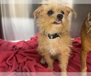 Maltese-Unknown Mix Dogs for adoption in Grand Prairie, TX, USA