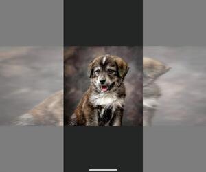 Goberian Dogs for adoption in Charleston , WV, USA