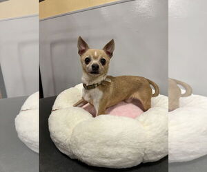Medium Photo #1 Chihuahua Puppy For Sale in Pipe Creek, TX, USA