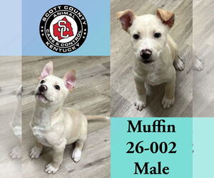 Mutt Dogs for adoption in Georgetown, KY, USA