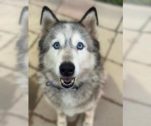 Siberian Husky Dogs for adoption in Santa Maria, CA, USA