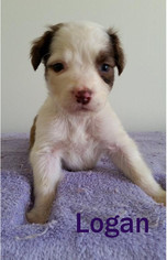 Sheprador Dogs for adoption in Shreveport, LA, USA
