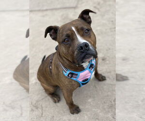 American Pit Bull Terrier-Unknown Mix Dogs for adoption in Virginia Beach, VA, USA