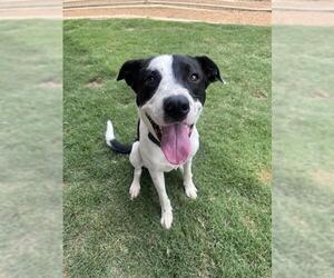 Border Collie-Unknown Mix Dogs for adoption in Plano, TX, USA
