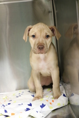 Labrador Retriever-Unknown Mix Dogs for adoption in Monroe, GA, USA