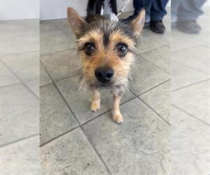 Mutt Dogs for adoption in San Antonio, TX, USA