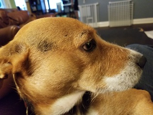 Medium Photo #1 Beagle-Unknown Mix Puppy For Sale in Marrero, LA, USA