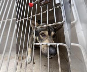 German Shepherd Dog-Unknown Mix Dogs for adoption in Oklahoma City, OK, USA