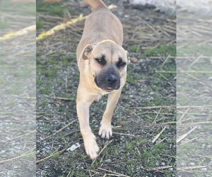 American Pit Bull Terrier-Unknown Mix Dogs for adoption in Corning, AR, USA