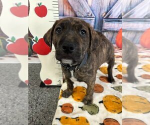 American Pit Bull Terrier-Plott Hound Mix Dogs for adoption in Gloversville, NY, USA