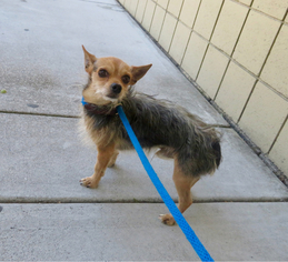 Mutt Dogs for adoption in Albany, OR, USA