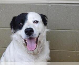 Border Collie Dogs for adoption in Athens, AL, USA