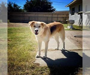 Goberian Dogs for adoption in Cedar Crest, NM, USA