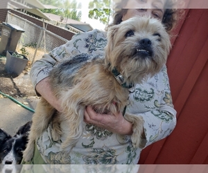 Shih Tzu-Unknown Mix Dogs for adoption in Lakeport, CA, USA