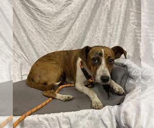 Mutt Dogs for adoption in Modesto, CA, USA