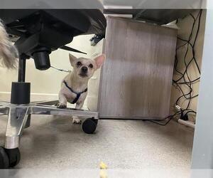 Chihuahua Dogs for adoption in Pasadena, CA, USA
