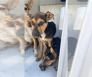 Catahoula Leopard Dog Dogs for adoption in Houston, TX, USA