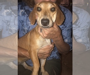 Medium Photo #1 Dachshund Puppy For Sale in Boca Raton, FL, USA