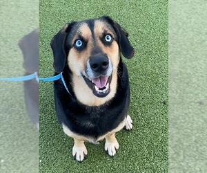 Beagle-German Shepherd Dog Mix Dogs for adoption in Fayetteville, NC, USA