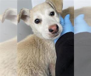Carolina Dog-Unknown Mix Dogs for adoption in Houston, TX, USA