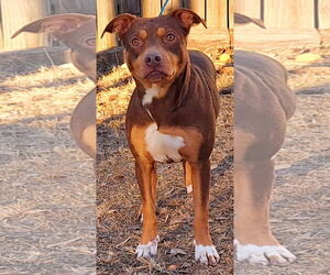 American Pit Bull Terrier-Unknown Mix Dogs for adoption in Wetumpka, AL, USA