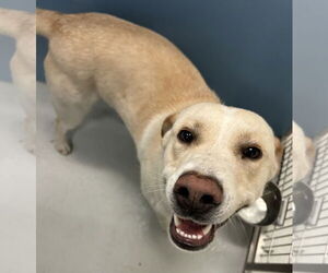 Mutt Dogs for adoption in Pampa, TX, USA