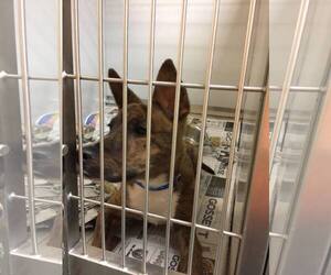 Mutt Dogs for adoption in dartmouth, MA, USA