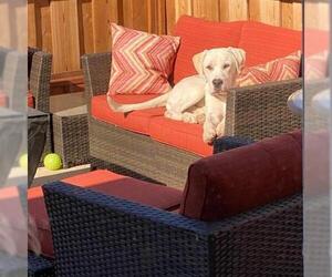 Labrador Retriever Dogs for adoption in Pleasant Hill, CA, USA