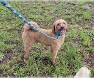 Poodle (Miniature) Dogs for adoption in Mooresville, NC, USA