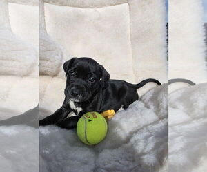 Boxador Dogs for adoption in SHERBURNE, NY, USA