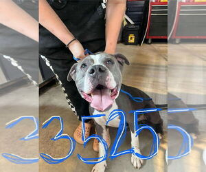 American Pit Bull Terrier-Unknown Mix Dogs for adoption in Foristell, MO, USA