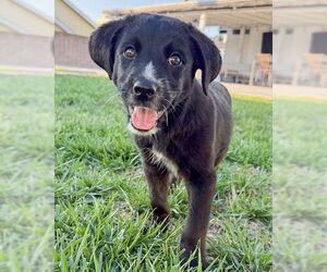 Poodle (Standard)-Unknown Mix Dogs for adoption in Corona, CA, USA