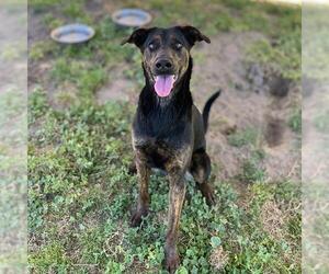 Doberman Pinscher-Unknown Mix Dogs for adoption in Modesto, CA, USA