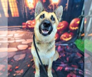 German Shepherd Dog Dogs for adoption in Long Beach, CA, USA