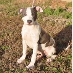 Medium Photo #1 American Pit Bull Terrier Puppy For Sale in Forrest City, AR, USA
