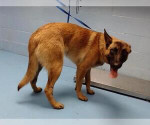 Mutt Dogs for adoption in Moreno Valley, CA, USA