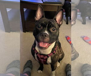French Bulldog Dogs for adoption in Lockport, NY, USA