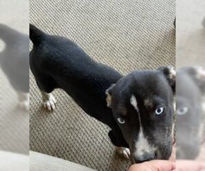 Collie Dogs for adoption in Scottsboro, AL, USA