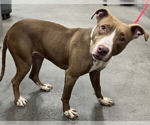 Mutt Dogs for adoption in Forestville, MD, USA